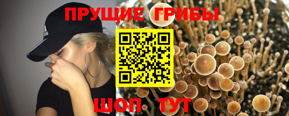 Псилоцибиновые грибы Cubensis Шатура